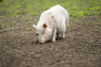 Vietnamese Pot-bellied pig, Bavaria, Germany, Europe