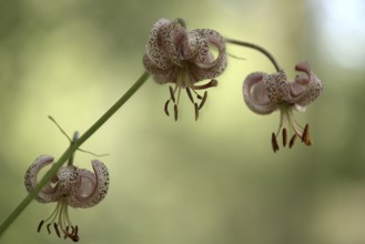 Turk's cap (Lilium martagon), with three distinctive flowers, Upper Bavaria, Bavaria, Germany,