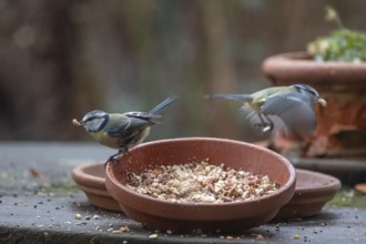 Blue tits (Cyanistes caeruleus) fetch food from a flower bowl, Bavaria, Germany, Europe