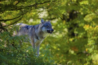 One eurasian gray wolf (Canis lupus lupus) stands on a small hill in green vegetation