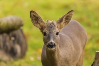 Portrait of a young Roe Deer buck, (Capreolus capreolus)