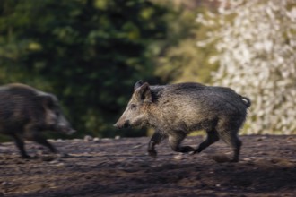 A wild boar (Sus scrofa) runs across a clearing