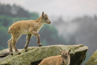 Two young ibex (Capra ibex) play on a rock