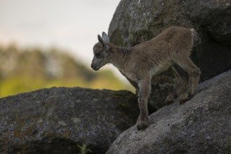 One baby ibex (Capra ibex) walking between rocks