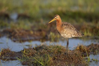 Black-tailed godwit (Limosa limosa), in a wet meadow, Ochsenmoor, Dümmer, Lemförde, Lower Saxony,