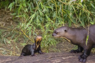 A two-year-old giant otter or giant river otter (Pteronura brasiliensis) cares for a 2-month-old