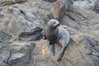 New Zealand Fur Seal Pup (Arctocephalus forsteri), Otago Peninsula, South Island, Otago, New