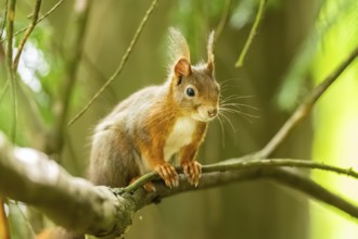 Red squirrel (Sciurus vulgaris) in a forest, Bavaria, Gernany