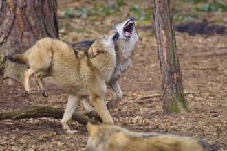 Wolf (Canis lupus), two wolves fighting aggressively in the forest, surrounded by trees, Germany,
