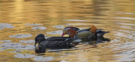 Mandarin ducks (Aix galericulata), male and female, swimming, intense colouring of the water due to