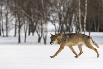 One male eurasian gray wolf (Canis lupus lupus) walking thru deep snow with a forest in the