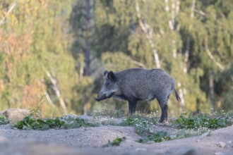 One adult wild boar or wild pig (Sus scrofa) walking over an opening with a forest in first