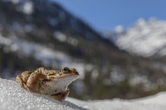 One common frog, Rana temporaria, sitting on snow in early springtime, heading for the mating pond.