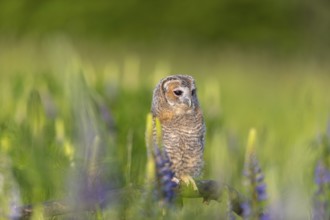 One young Ural owl (Strix uralensis) sitting on a branch lying in a field of flowering lupines in
