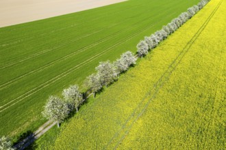 Aerial view of a rape field (Brassica napus) in bloom and a field path with blossoming fruit trees,