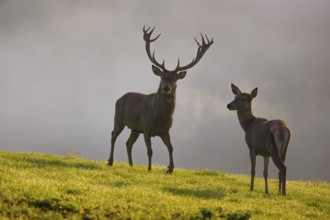 A red deer hind and a stag (Cervus elaphus) stand backlit on a meadow. Early morning light with a