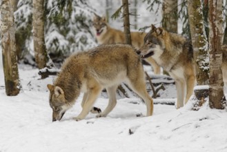 A pack of grey wolves (Canis lupus lupus) gathers in the snow-covered forest on a cold, cloudy day