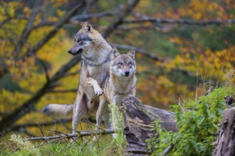 Two eurasian gray wolves (Canis lupus lupus) meet on a hill, show some social behaviour. A forest