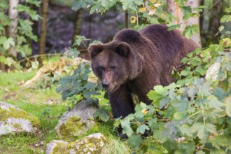 A young male Eurasian brown bear (Ursus arctos arctos) stands on a forest edge behind green