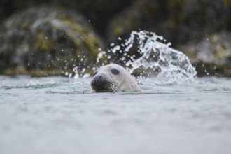 Grey seal (Halichoerus grypus) looking out of the water while swimming in the sea, Düne, Helgoland,