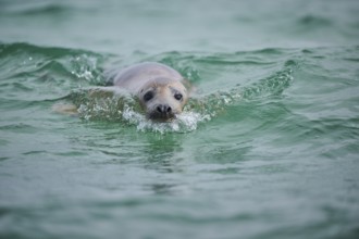 Grey seal (Halichoerus grypus) looking out of the water while swimming in the sea, Düne, Helgoland,