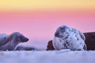Grey seal (Halichoerus grypus) lying on the beach at sunset, Düne, Helgoland, Schleswig-Holstein,