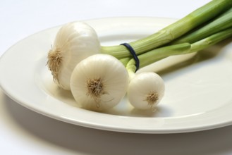 Onion, spring onions on a plate