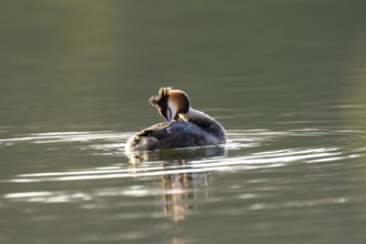 Great Crested Grebe (Podiceps Scalloped ribbonfish), Vulkaneifel, Rhineland-Palatinate, Germany,