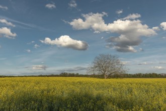 A field with yellow flowers and a tree in the centre. The sky is blue with some clouds. Bas Rhin,