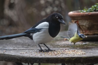 Magpie (Pica pica) and fugitive blue tit (Cyanistes caeruleus) at the feeding site, Bavaria,