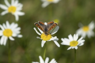 Small copper butterfly (Lycaena phlaeas) adult insect feeding on a Mayweed flower in summer,