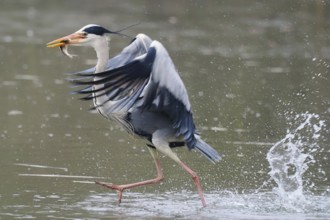 A grey heron (Ardea cinerea) in the water with a fish in its beak, flapping its wings in a dynamic