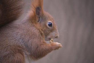 One Red squirrel or Eurasian red squirrel (Sciurus vulgaris) feeding on peanut. Trees in the