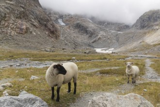 Sheep (Tiroler Steinschaf) at the foot of the Steinlimi glacier, Gadmen, Bern, Switzerland, Europe