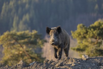 One wild boar or wild pig (Sus scrofa) walking over a hilly opening