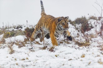 One young Siberian Tiger, Panthera tigris altaica, running over snowy meadow with dense fog in the