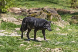 One Timberwolf, Canis lupus lycaon, walking over green grass in an opening of a forest Trees and