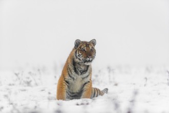One young Siberian Tiger, Panthera tigris altaica, running over snowy meadow with dense fog in the