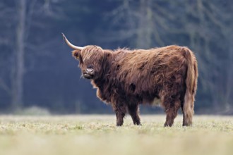 Highland cattle (Bos taurus), adult animal with one horn, Switzerland, Europe