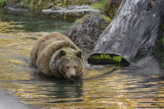 An adult female brown bear (Ursus arctos arctos) runs from hilly area with trees and rocks into a