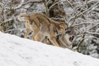 A young grey wolf (Canis lupus lupus) plays with its father on the sloping, snow-covered meadow on