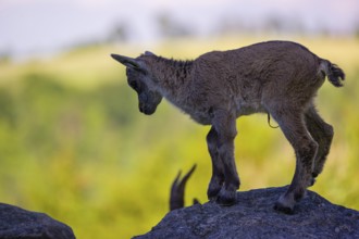 One baby ibex (Capra ibex) stands on a rock