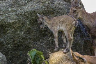 One adult female ibex (Capra ibex) standing on a rock, grooming her baby