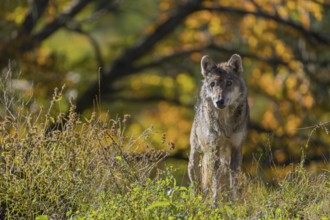One eurasian gray wolf (Canis lupus lupus) standing on a small hill in green vegetation, with a