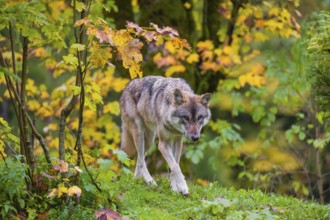 An adult male eurasian gray wolf (Canis lupus lupus) runs on hilly terrain on a green meadow,