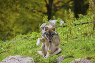 An adult male eurasian gray wolf (Canis lupus lupus) sits on a green meadow on hilly terrain,