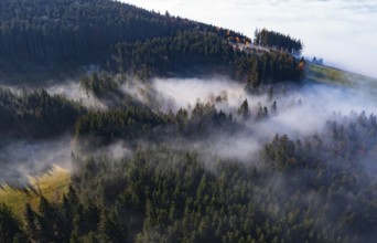 Drone shot, autumn landscape, morning fog over a coniferous forest, Mondseeland, Salzkammergut,