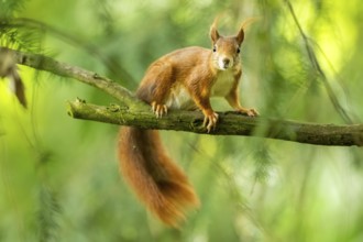 Red squirrel (Sciurus vulgaris) in a forest, Bavaria, Gernany