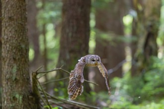 One tawny owl or brown owl (Strix aluco) flying through a dense forest