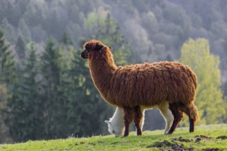 A brown female Alpaca (Vicugna pacos) and its white young stand on a green meadow . A forest is in